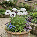 Papaver Orientale Royal Wedding Poppy Plants (Set of 3 or 6)