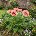 Papaver Orientale Garden Gnome Victoria Louise Plants (Set of 3 or 6)