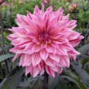 Dahlia Maggiore Fun Rose Bicolour Plant
