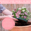 7 Colour Coordinated Plants - Bridal Bouquet Theme Speedplanter, Garden Ready