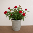 3Ltr Red Patio Rose Plant in Nursery Pot, Outdoor Pots