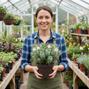 Hebe Sutherlandii Hardy Evergreen Flowering Perennial Shrub Plants (Set of 3 or 6)