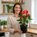 Anthurium Red Flamingo Flower Plant
