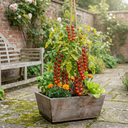 Tomato Gardeners Delight Variety Plants (Set of 3 or 6)