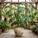 Schefflera Arboricola Green Umbrella Plants