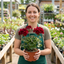 Set of 3 or 6 Large Plants-Geranium Calliope Dark Red, Ready To Plant In Your Garden