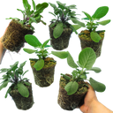 Sage Grower’s Mix Plants (Set of 3 or 6)