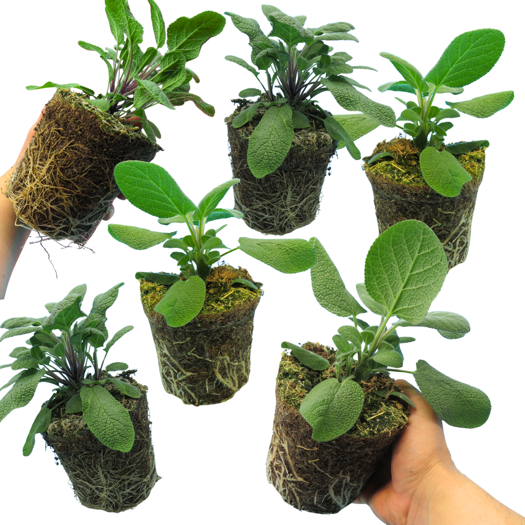 Sage 'Berggarten' & 'Growers Friend' – Culinary Sage Mix (Set of 3 or 6)