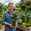 Set of 3 or 6 Tomato Totem Plants, Compact Dwarf Patio Bush Variety, Grow Your Own, Outdoor Garden Ready, 1L Root Ball