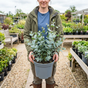 Eucalyptus France Blue Plant (5L Pot)