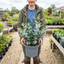 1 Large Plant - Eucalyptus France Blue, Outdoor Garden Ready, 7.5L Pot