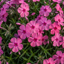 Phlox ‘Fabulous Rose’ Plants (Set of 3 or 6)