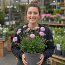 Scabious Pink Mist Pincushion Flower Plant (2L Pot)