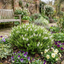 Set of 3 or 6 Hebe Sutherlandii Hardy Evergreen Flowering Perennial Shrub Plants, Outdoor Garden Ready, 1 Litre Root-Ball