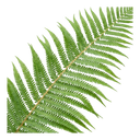 Boston Fern Plants