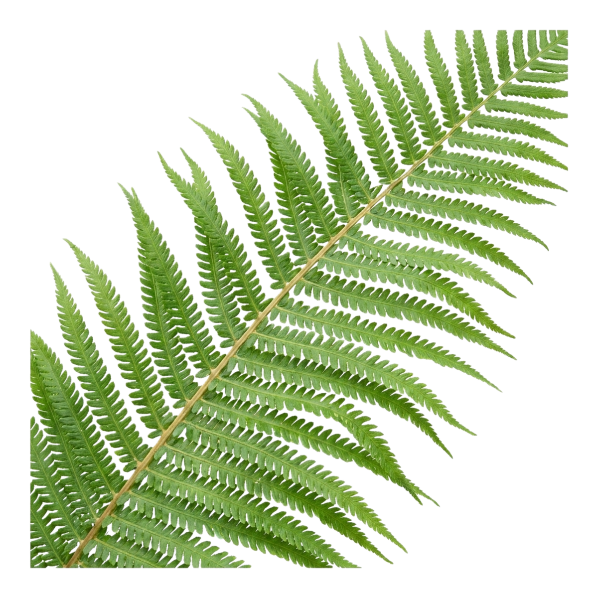 Boston Fern (Nephrolepis exaltata) – Indoor Fern (2L Pot)