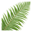1 Boston Fern Plant (Nephrolepis Exaltata), Live Indoor Fern Houseplant, 2 Litre Root Ball