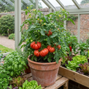 Tomato Supersteak Variety Plants (Set of 3 or 6)