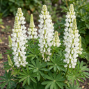 Hardy Lupin Legendary White Perennial Plants (Set of 3 or 6)