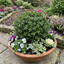 Set of 3 or 6 Hebe Sutherlandii Hardy Evergreen Flowering Perennial Shrub Plants, Outdoor Garden Ready, 1 Litre Root-Ball