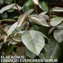 Elaeagnus Ebbingei Plant