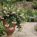 3 Trailing Fuchsia Claudia Pink Plants, Summer Bedding, 10.5cm Pots, Hanging Baskets