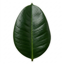 Ficus Robusta Rubber Plants