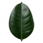 1 Ficus Robusta Rubber Plant, Easy Care Low Maintenance Houseplant, 5Ltr Root-Ball