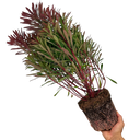 Euphorbia Miners Merlot Plant (3L Pot)