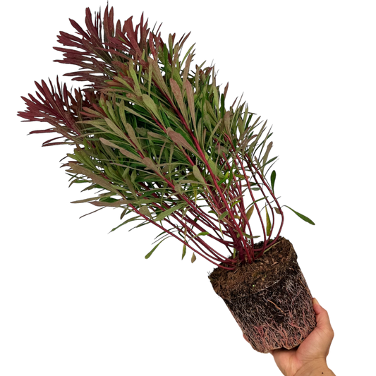 Euphorbia 'Miner's Merlot' (Spurge) – Evergreen Perennial (3L Pot)