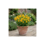 1 Coreopsis Solar Fancy Hardy Perennial Plant, Bee Friendly Summer Flowering, 3 Litre Root-Ball
