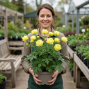 Trollius Lemon Queen Globeflower Plants