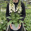 Digitalis Hanabee White Foxglove Plants