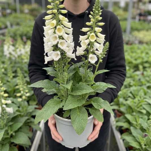 White foxglove spires with lightly spotted throats, in a grey pot held against a dark top