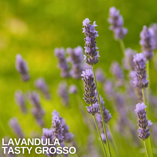 Lavender 'Tasty Grosso' flower spikes, slender stems topped with soft purple florets against green