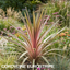 1 Large Plant - Cordyline Eurostripe, Ready to Plant in Your Garden, 3L Rootball