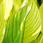 1 Canna Tropicanna Gold Plant, Hardy Tropical Perennial, Outdoor Garden Ready, 3 Litre Root Ball