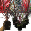 Set of 3 or 6 Large Plants - Cordyline Charlie Boy, Ready to Plant in Your Garden, Peat-Free