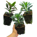Euphorbia Robbiae Plants (Set of 3 or 6)