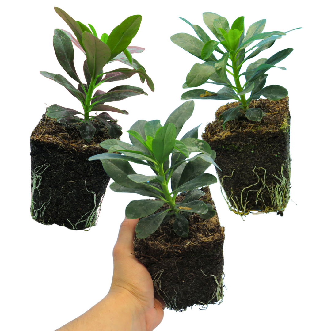 Euphorbia robbiae (Mrs Robb's Bonnet) – Evergreen Ground Cover (Set of 3 or 6)
