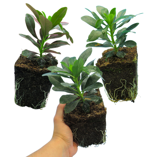 Euphorbia robbiae (Mrs Robb's Bonnet) – Evergreen Ground Cover (Set of 3 or 6)