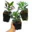 Euphorbia Robbiae