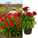 Dianthus Dart Scarlet Plant (2L Pot)