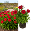 1 Large Plant - Dianthus Dart Scarlet, Ready to Plant in Your Garden, 2L Pot