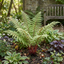 Set of 3 or 6 Lady Fern Athyrium Lady in Red Hardy Perennial Plants, Shade Garden Ready, Outdoor Fern, 11cm or 1L Root Ball