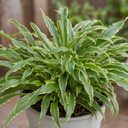 3 Litre Hosta Silly Strings Plants in Nursery Pots