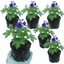 Set of 3 or 6 Delphinium Pacific Giants Black Knight Hardy Perennial Plants, Tall Cottage Garden Flowers, Outdoor Garden Ready, 1 Litre Root-Ball