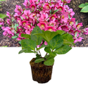 Hellebore Frostkiss Anna's Red Plant