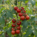 Tomato Shirley Variety Plants (Set of 3 or 6)