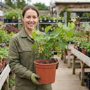 Grape Vine Vitis Exalta White Plants